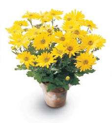Daisy Chrysanthemum (Large) from Walker's Flower Shop in Huron, SD